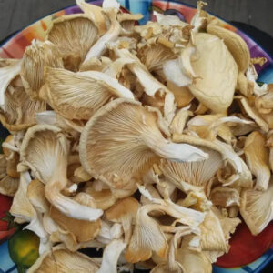 Dry Oyster Mushroom - 100gm