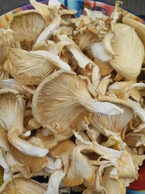 Dry Oyster Mushroom - 100gm